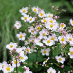 Hayloft Exclusive Late Flowering Anemone Collection - 3 x 9cm pots