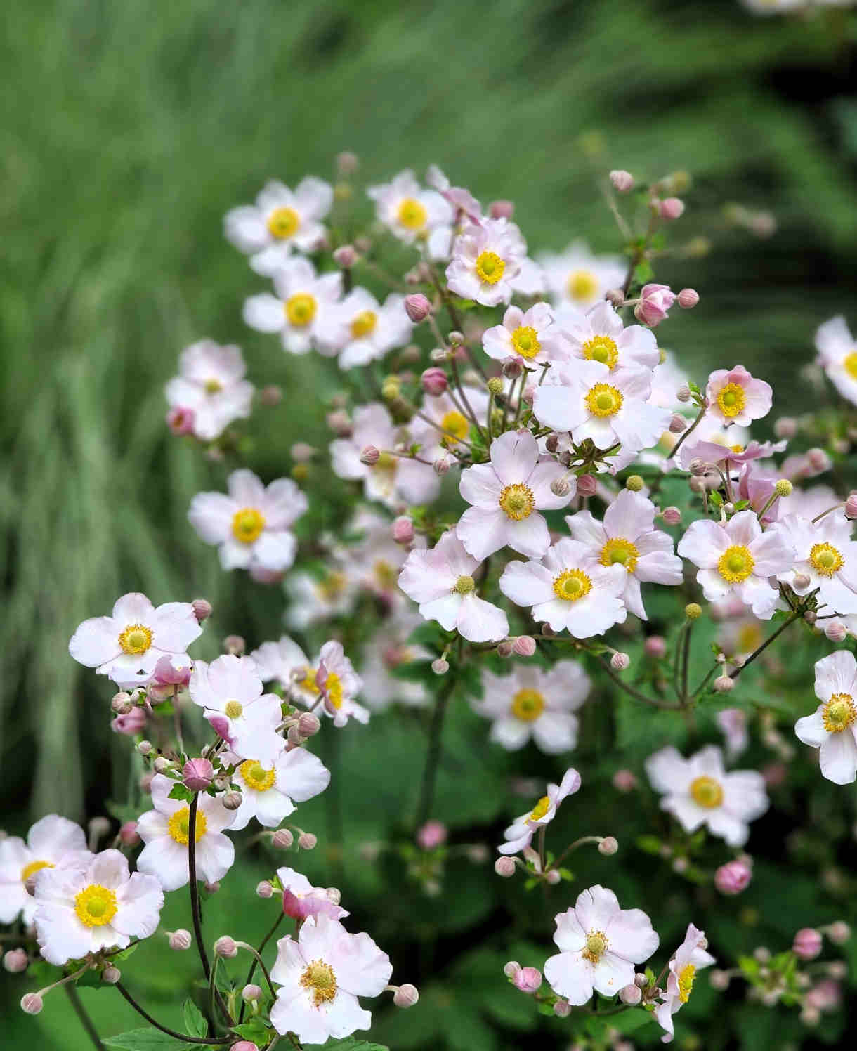 Hayloft Exclusive Late Flowering Anemone Collection - 3 x 9cm pots