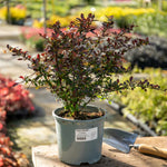 Berberis Thunbergii 'atropurpurea Nana' | 1 x 3L | Neon Orange