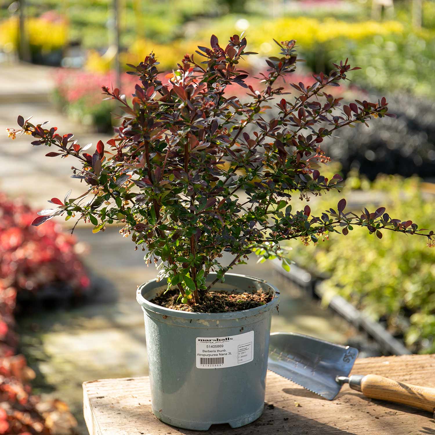 Berberis Thunbergii 'atropurpurea Nana' | 1 x 3L | Neon Orange