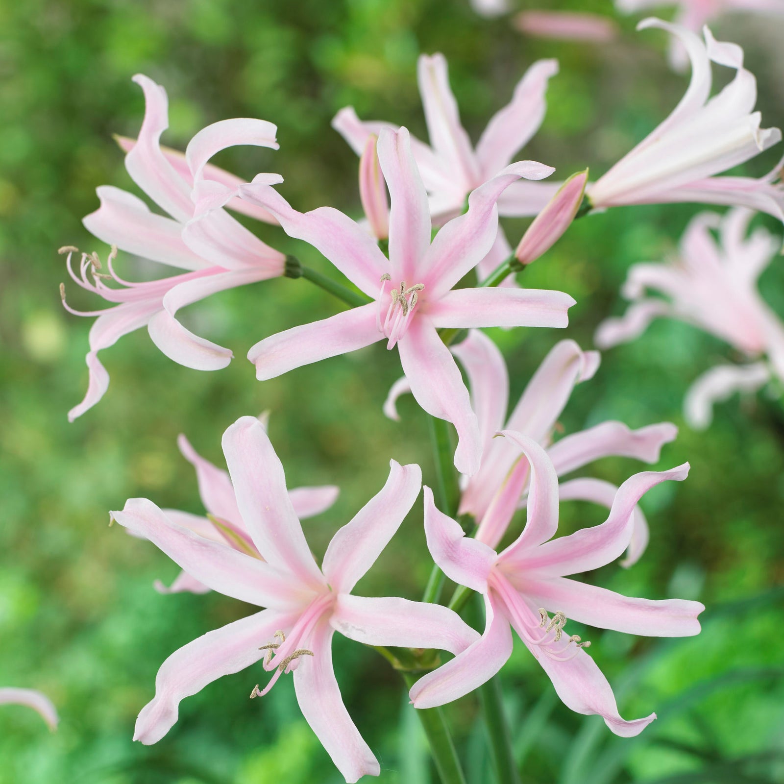 Amarine ‘garden Angels’ Collection - 2 Litre Pots | Set-of-6 | Pink