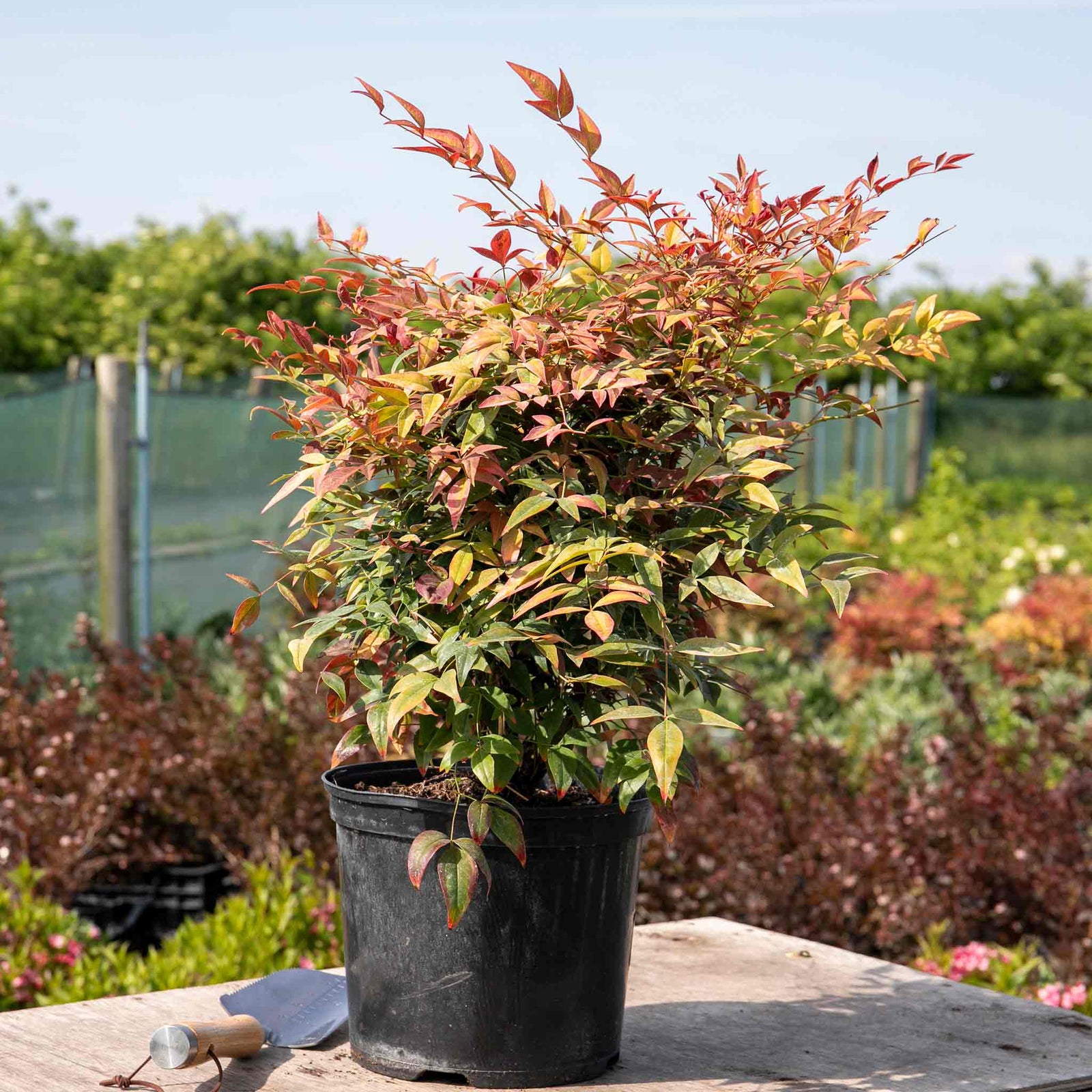 Nandina Domestica 'obsessed' Compact Evergreen For Containers And Borders | 1 x 9cm | Red
