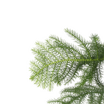 Norfolk Island Pine - Araucaria Heterophylla - Height 70-80cm - ⌀21cm | Set-of-1 | Green