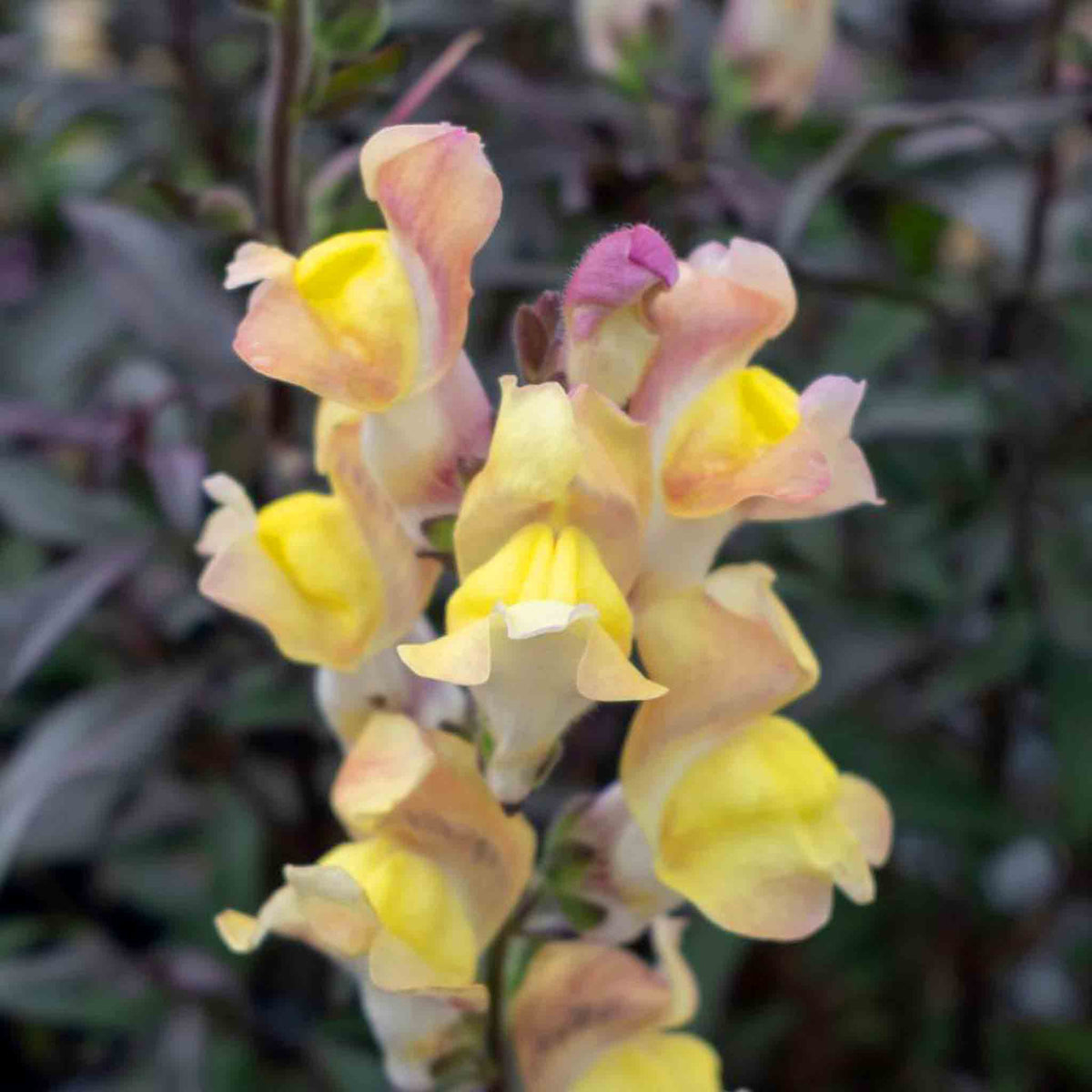 Antirrhinum Collection — Snap In Snapdragons, 3 Varieties, 6 Or 12 Plug Plants | Set of 12 | Multi Colour