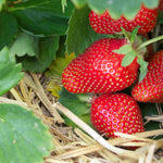 Flavoursome Strawberry Collection - Bare roots | Set of 30