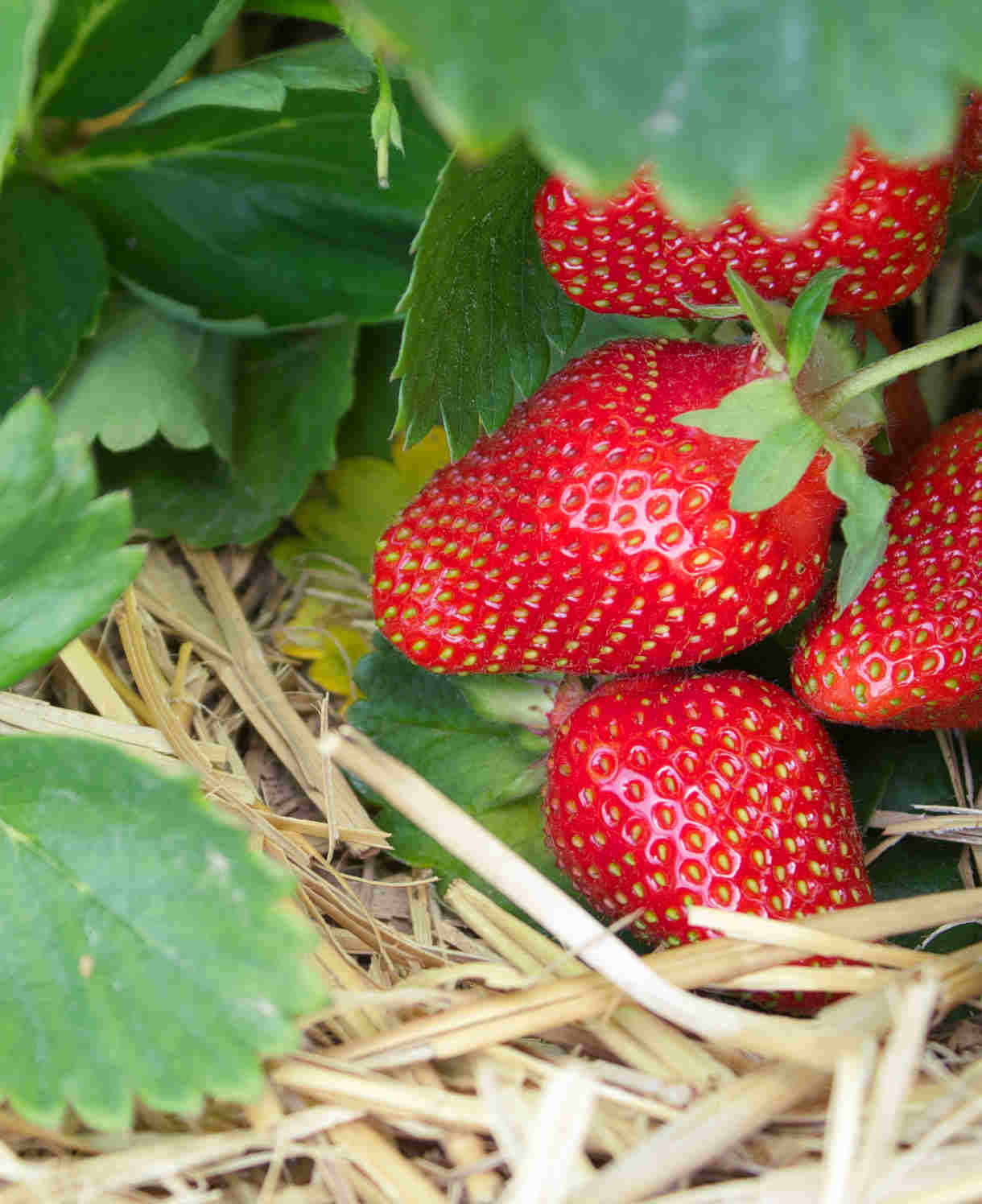 Flavoursome Strawberry Collection - Bare roots | Set of 30