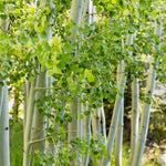 Direct Plants Betula Jacquemontii White Stem Himalayan Birch Tree 4-5ft Supplied In A 2/3 Litre Pot