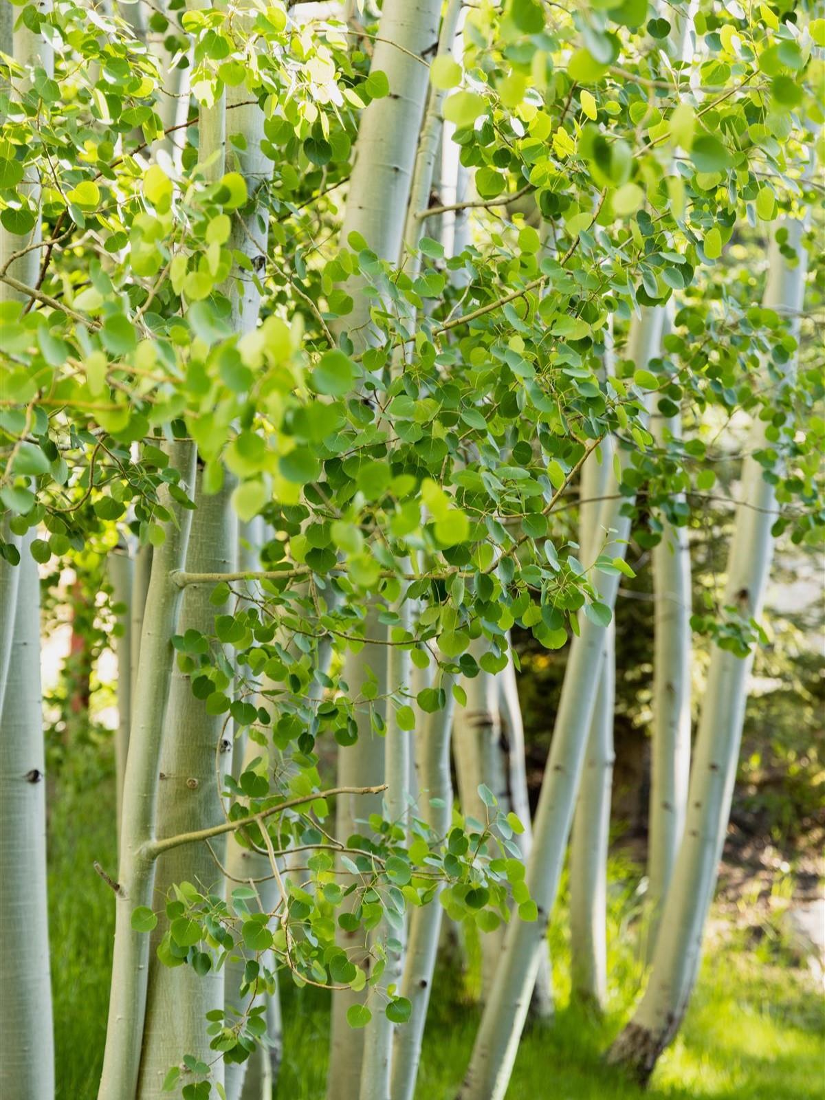 Direct Plants Betula Jacquemontii White Stem Himalayan Birch Tree 4-5ft Supplied In A 2/3 Litre Pot