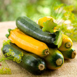 Courgette Mediterranean Duo - Lemona And Tuscany | 6 x Jumbo Plugs | Multi
