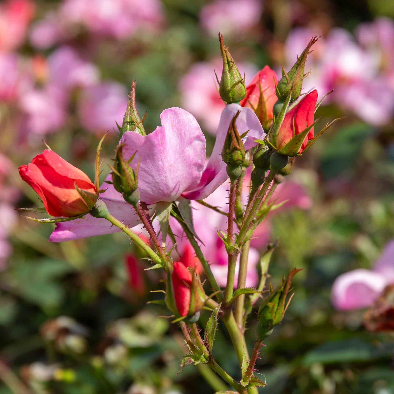 Rose 'for Your Eyes Only' Floribunda Roty 2015 | 1 x Bare Root | Pink