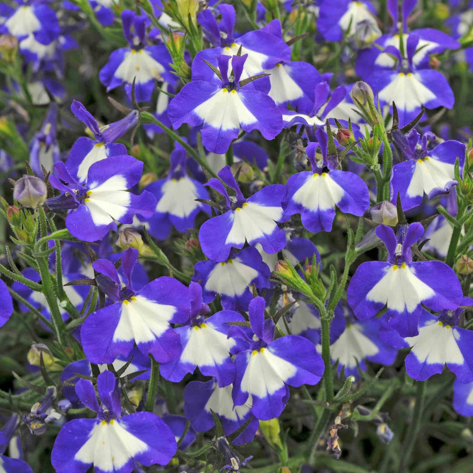 Lobelia 'waterfall Blue Ice' Trailing Bedding Plant | 12 x Jumbo Plugs | Blue