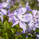 Phlox Plant Collection - 3 Varieties, Fragrant & Pollinator-friendly | 3 x Jumbo Plug Plants | Purple