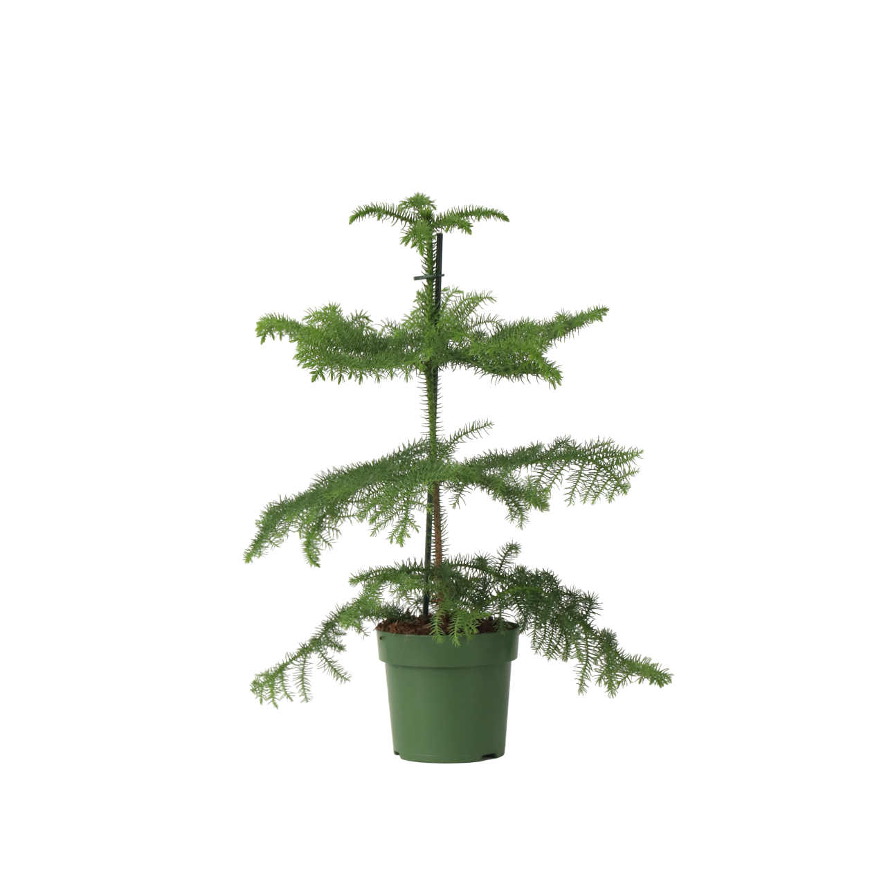 Norfolk Island Pine - Araucaria Heterophylla - Height 45-55cm - ⌀14cm | Set of 1 | Green