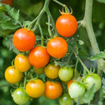 Tomato Seeds Orangeto F1 | 8 Seeds