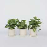 Arrowhead Plant Red Heart - 3 Pcs. - Syngonium 'pixie' - Height 25-40cm - ⌀12cm | Set of 3 | Green