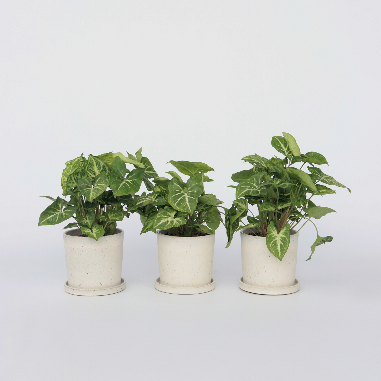 Arrowhead Plant Red Heart - 3 Pcs. - Syngonium 'pixie' - Height 25-40cm - ⌀12cm | Set of 3 | Green