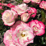 Rosa 'art Deco' - Bare Root Plants | 1 x Bare Root | Cream