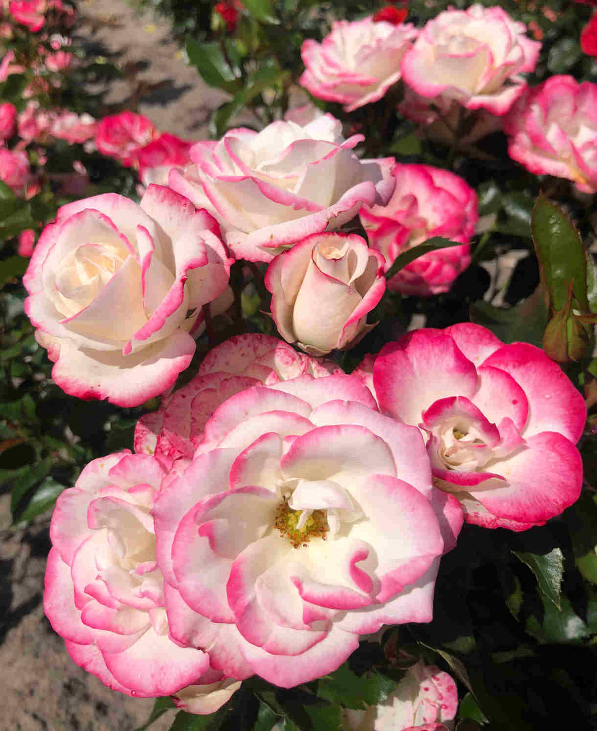Rosa 'art Deco' - Bare Root Plants | 2 x Bare Roots | Cream