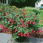 Fuchsia 'display' Upright Red And White Long-flowering | 6 x Plug Plants | Red & White
