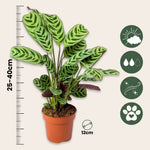 Never Never Plant - Ctenanthe 'burle-marxii' - Height 25-40cm - ⌀12cm | Set of 1 | Green