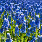 Bumper Spring Bulb Collection Bulbs | 800 x Bulbs