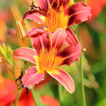 Hemerocallis Stella Collection - Set Of 9 Bare Roots (3 Of Each)