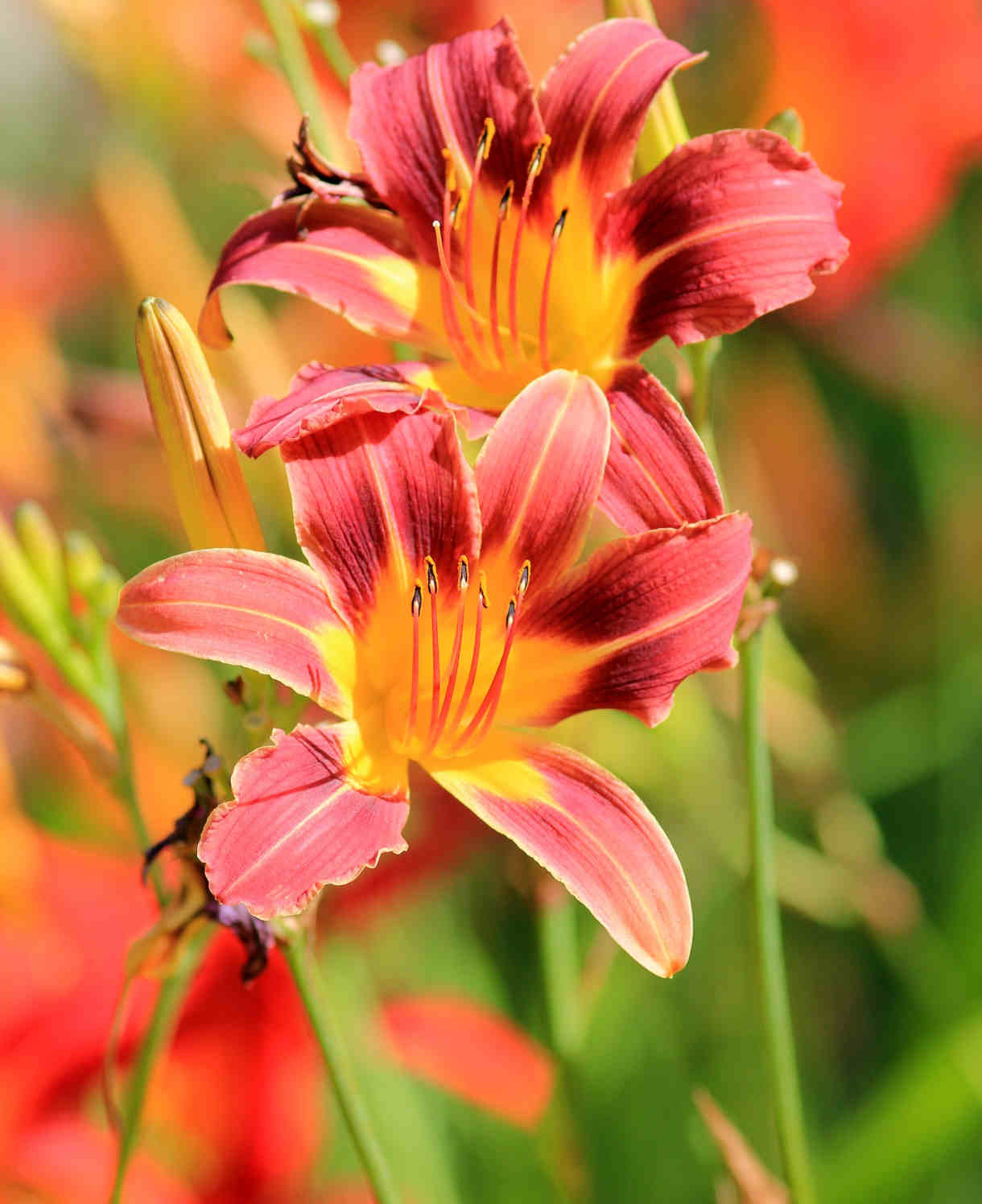 Hemerocallis Stella Collection - Set Of 9 Bare Roots (3 Of Each)