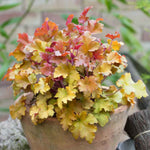 Heuchera 'marmalade', Evergreen Frilled Foliage, 50 Cm | 1 x 2L | Pink & Brown