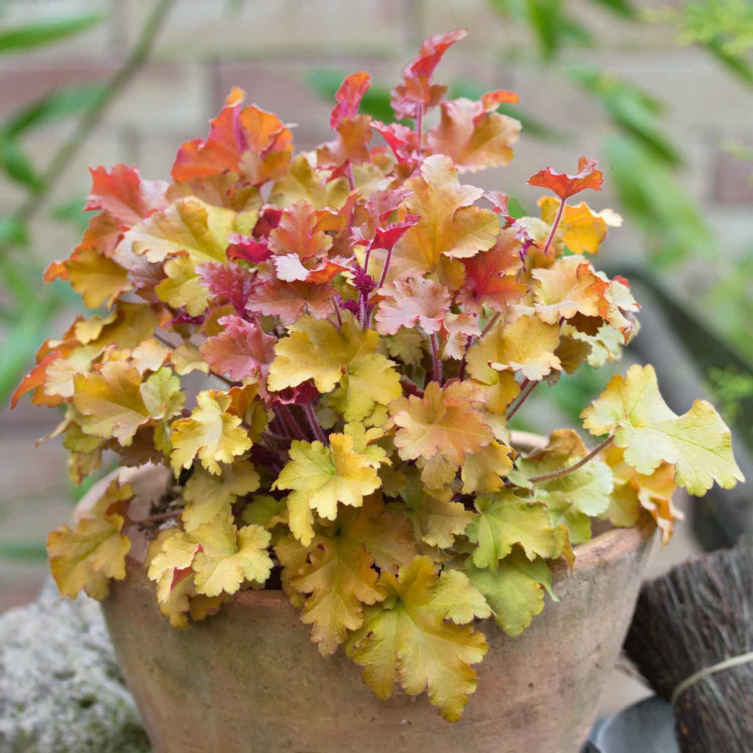 Heuchera 'marmalade', Evergreen Frilled Foliage, 50 Cm | 1 x 2L | Pink & Brown