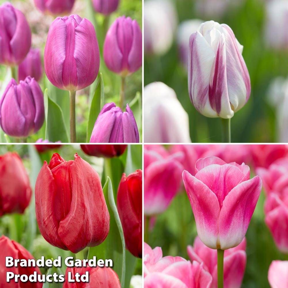 Thompson & Morgan Tulip Rockstar Collection 80 Bulbs