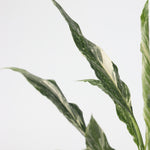 Peace Lilly - Spathiphyllum 'diamond' - Height 40-50cm - ⌀12cm | Set of 1 | Green