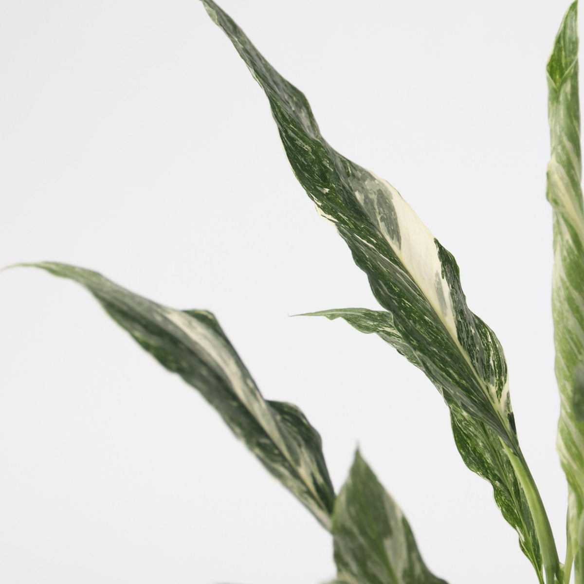 Peace Lilly - Spathiphyllum 'diamond' - Height 40-50cm - ⌀12cm | Set of 1 | Green