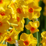 Narcissus Collection Bulbs | Set of 120