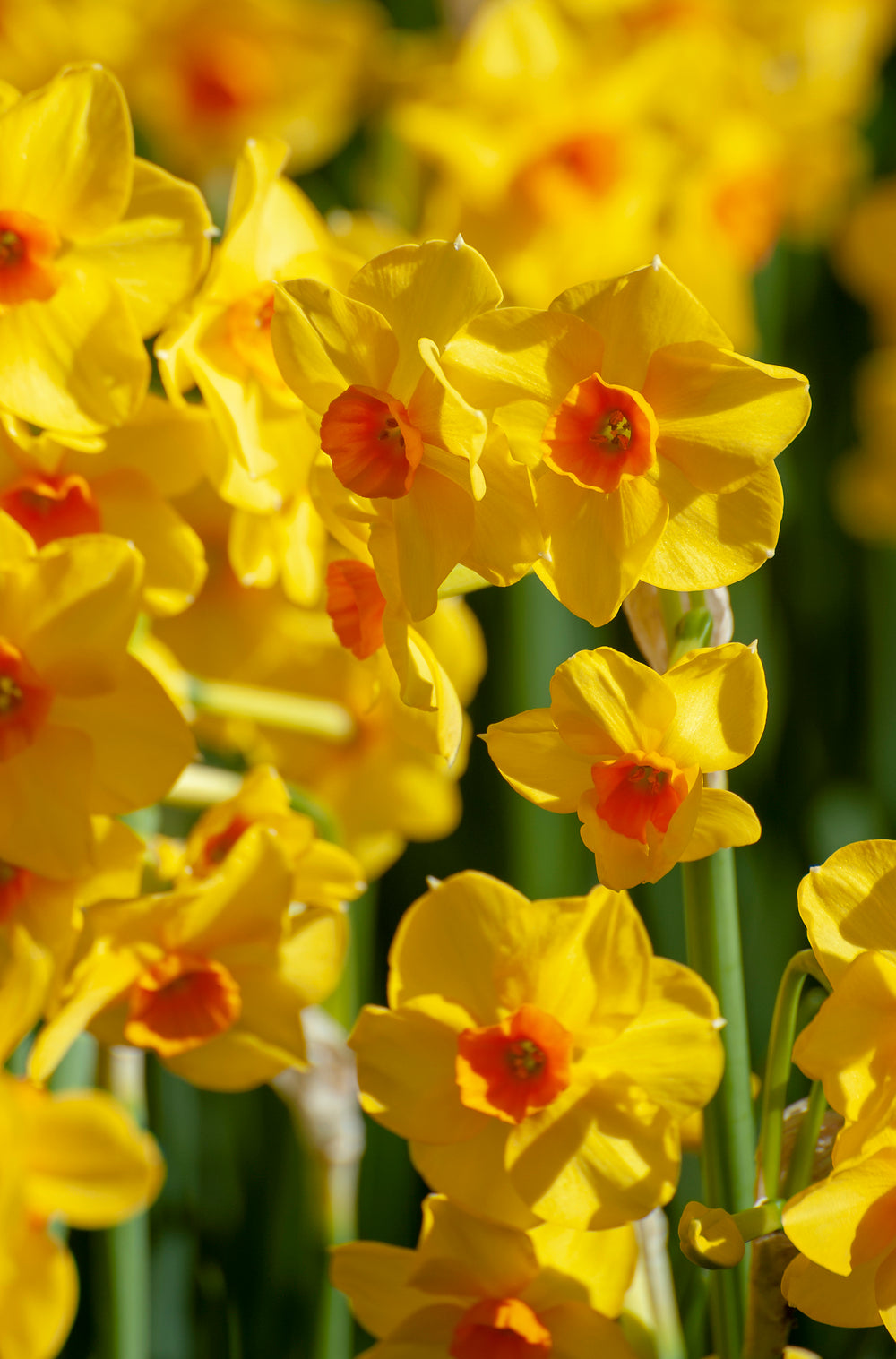 Narcissus Collection Bulbs | Set of 120