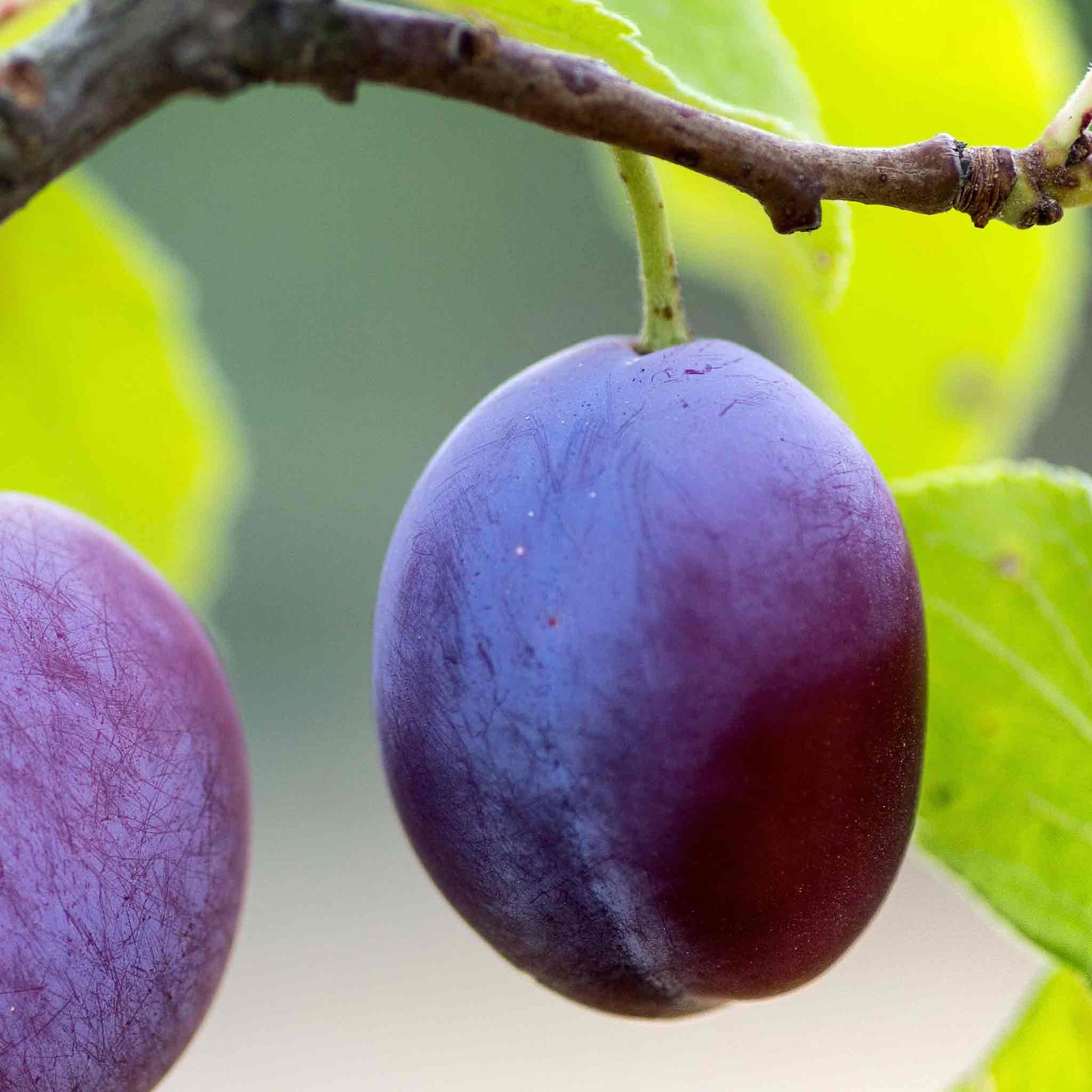 Plum 'czar' Bare-root (st Julian A) | 1 x Bare Root | Purple