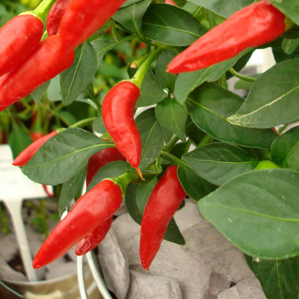 Chilli Plant 'apache' Compact Patio Pepper 9cm Plants | Set of 6 | Red