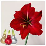Amaryllis - 3 Pcs. - Hippeastrum 'glitter Mix' - Flower Bulb - Red