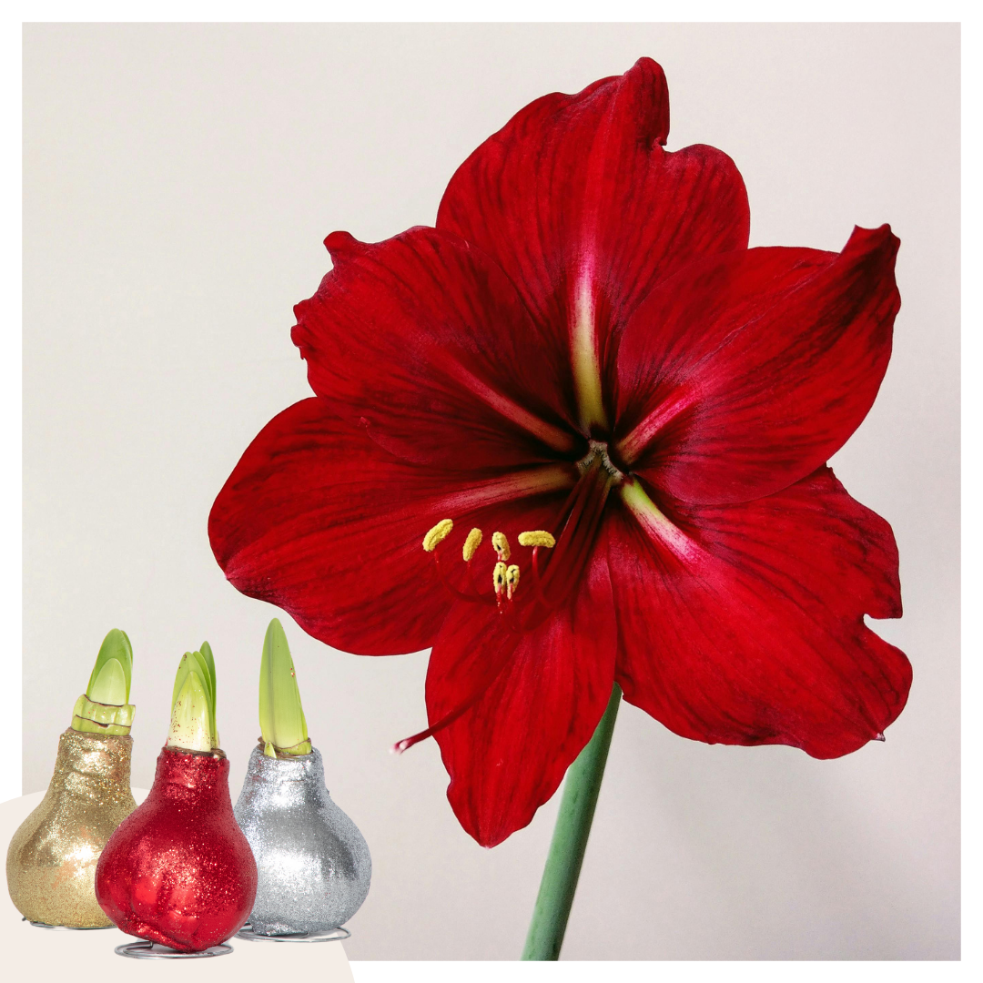Amaryllis - 3 Pcs. - Hippeastrum 'glitter Mix' - Flower Bulb - Red