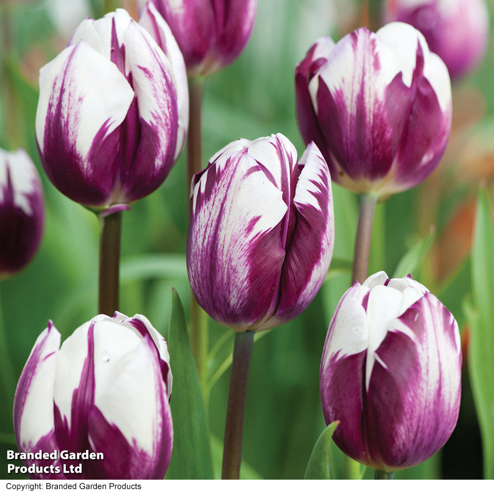 Tulip 'blueberry Ripple' Bulbs | 8 x Bulbs