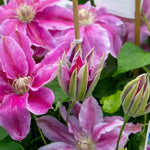 Clematis 'bees Jubilee' Deep Pink Early-flowering Climber | 1 x 2L | Pink