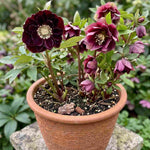 Double Ellen Hellebore Duo - 9cm pots | Set-of-6 | Dark Red