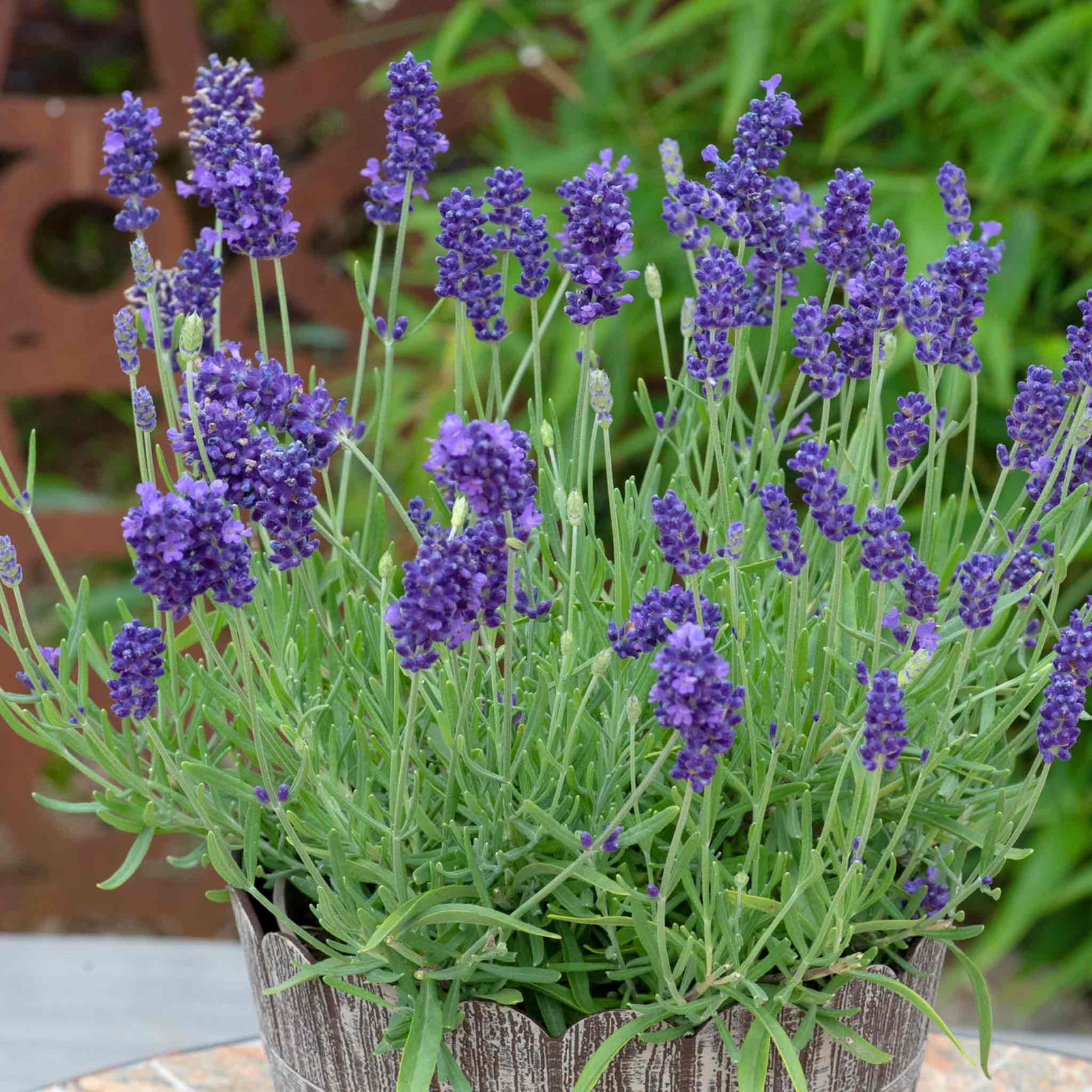 Lavandula 'beezee Dark Blue' Compact Pollinator-friendly English Lavender | 1 x 2L | Blue