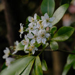 Choisya Ternata Shrub Fragrant Mexican Orange Blossom Garden Shrub Plant