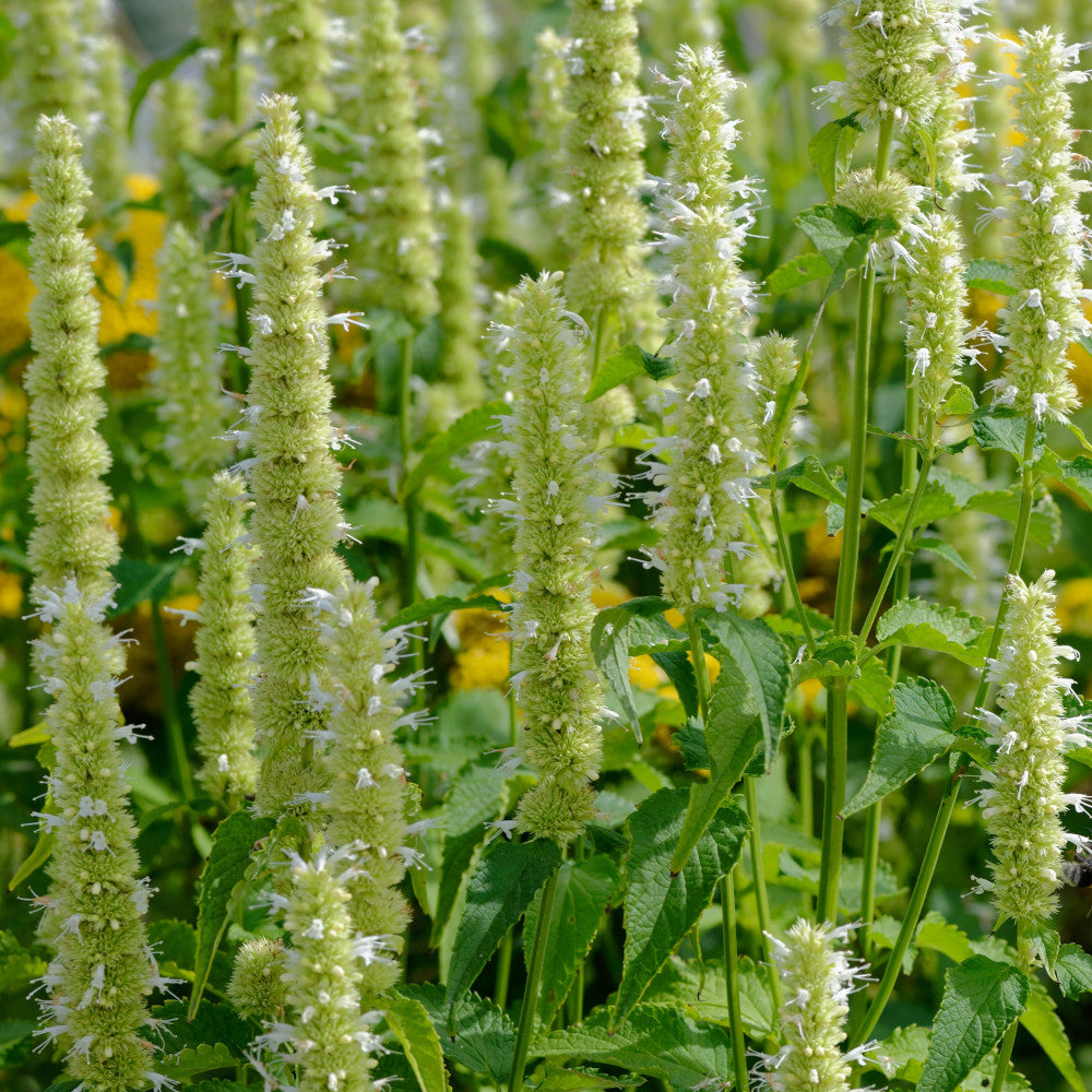 Agastache Alabaster - Anise Hyssop, A Magnet For Butterflies - 1 X 1.5l pot