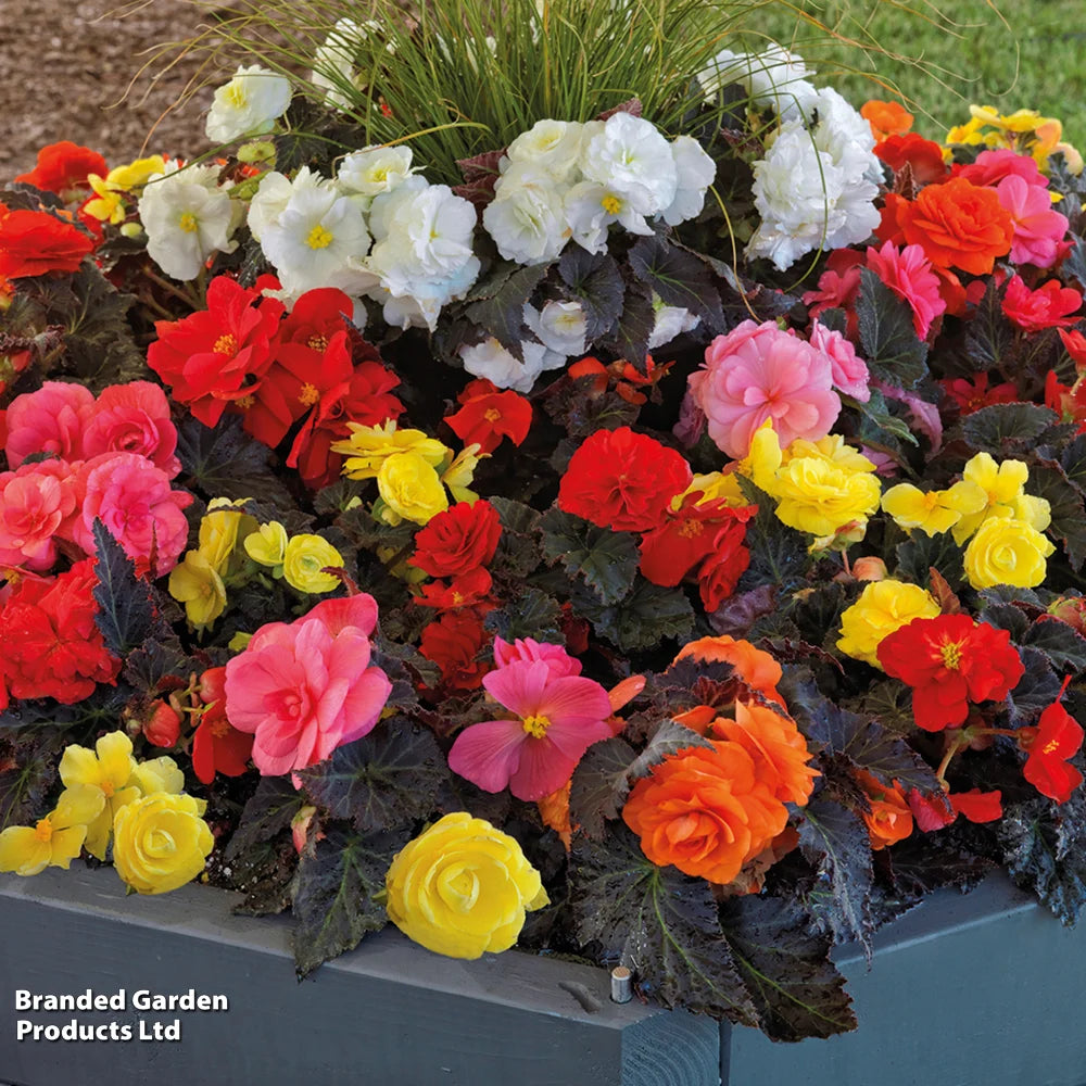 Begonia Nonstop Mocca Mixed Garden Ready Plants | 12 x Garden Ready Plants