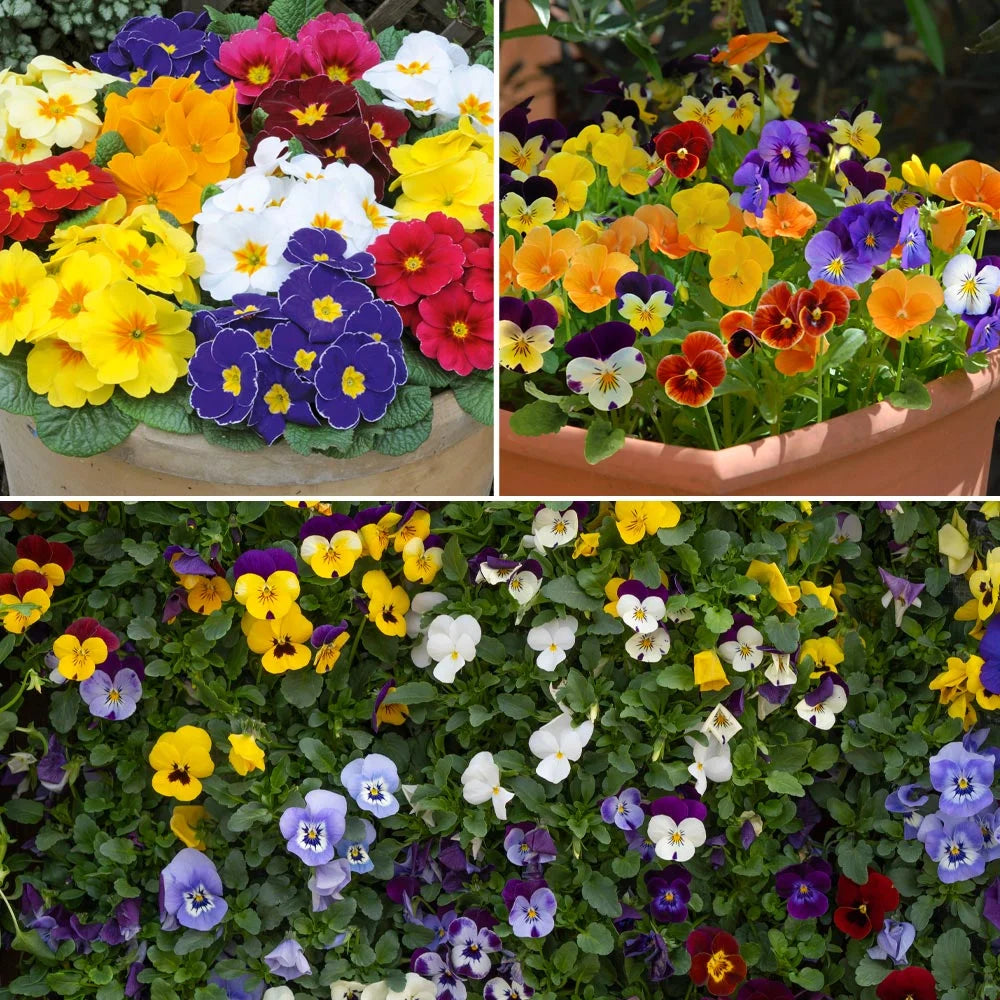 Thompson & Morgan Most Scented Winter Bedding Collection - 24 Plants