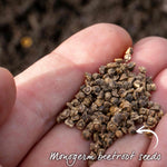 Burpees Golden Beetroot | 100 Seeds