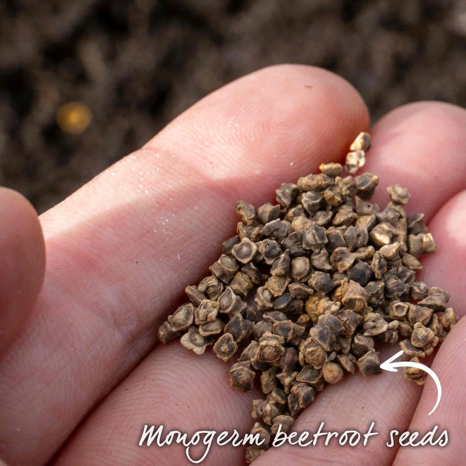 Burpees Golden Beetroot | 100 Seeds