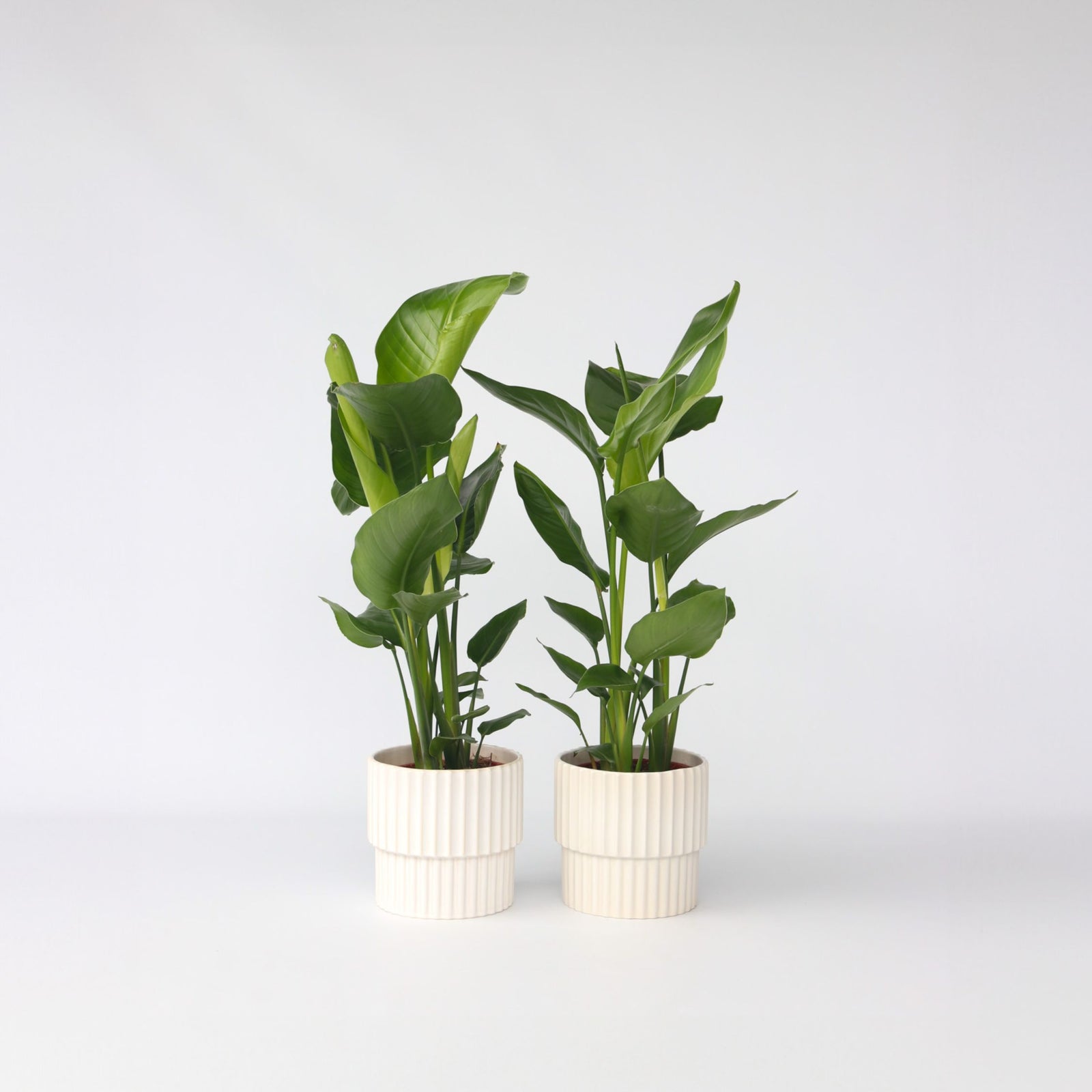 Giant Bird Of Paradise - 2 Pcs. - Strelitzia Nicolai - Height 55-70cm - ⌀17cm | Set of 2 | Green