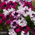 Petunia Superbissima Triumph Mix - Largest Petunia Blooms Garden Ready Plants | 24 x Garden Ready Plants